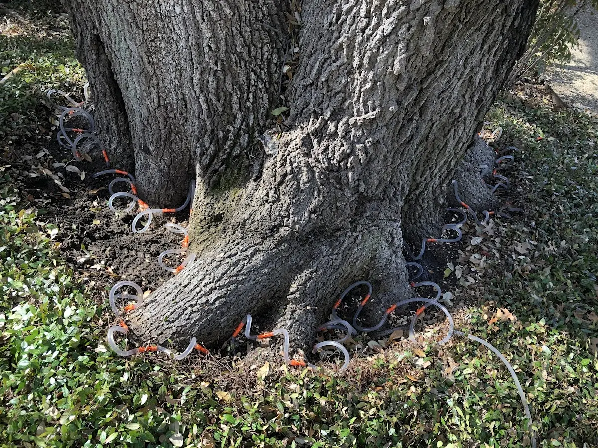 Detailed Tree Cabling and Bracing job site in Chattahoochee