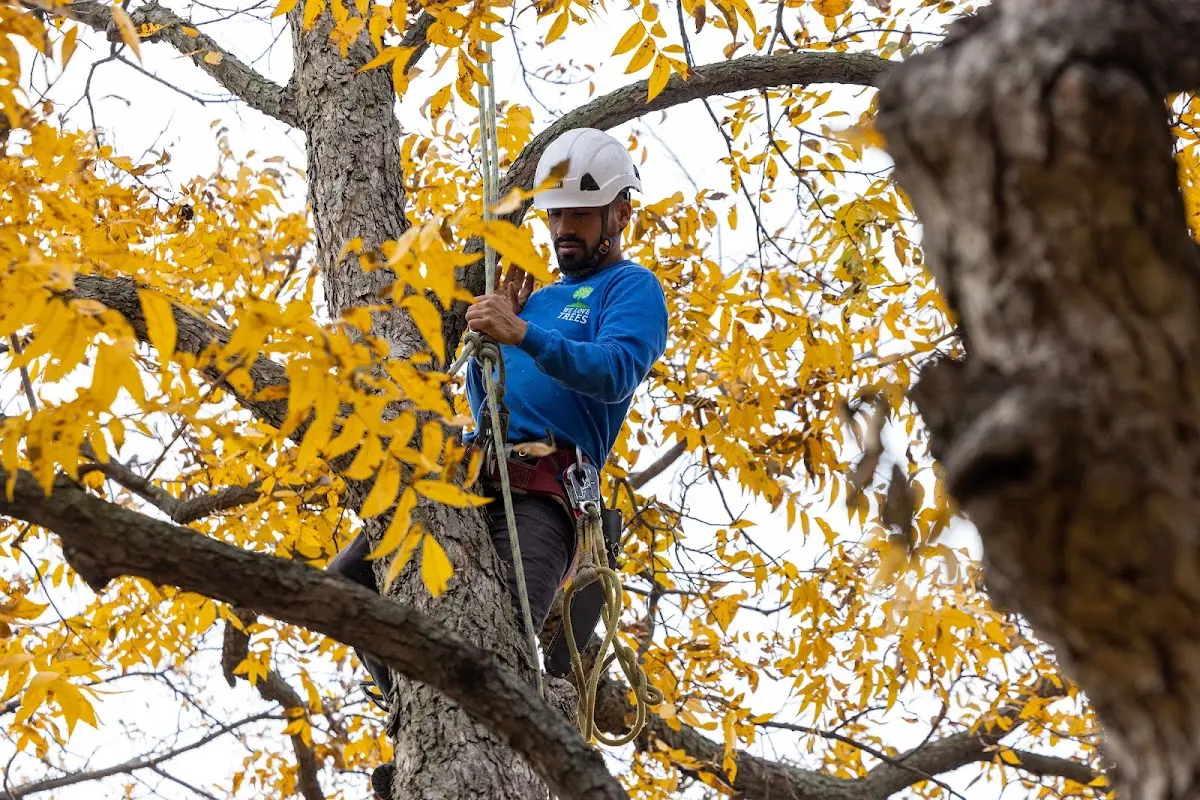 Skilled Tree Planting crew working in Chattahoochee